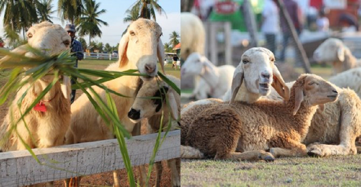 เปิดโลกอินเทรนด์ : พัทยาก็มี 'ฟาร์มแกะ'