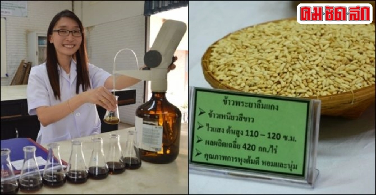 'ข้าวไร่' พืชทางเลือกเกษตรกร 'ข้าวไร่' พืชทางเลือกเกษตรกร