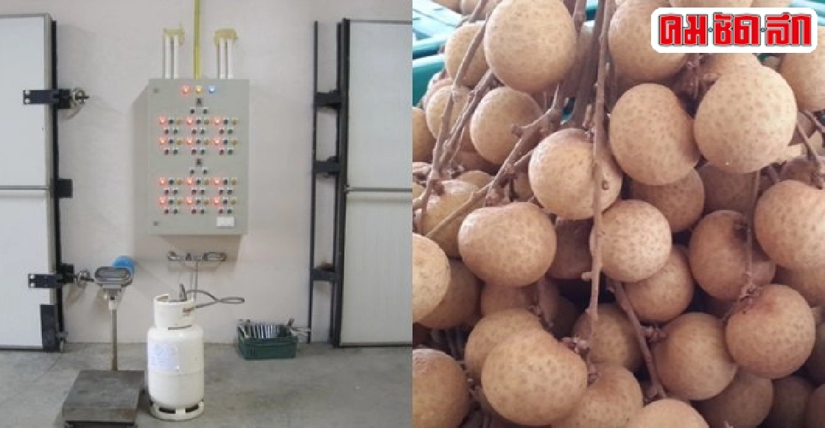 ห้องรมลำไยแม่โจ้ลดสารตกค้างช่วยลุยตลาดจีน ห้องรมลำไยแม่โจ้ลดสารตกค้างช่วยลุยตลาดจีน
