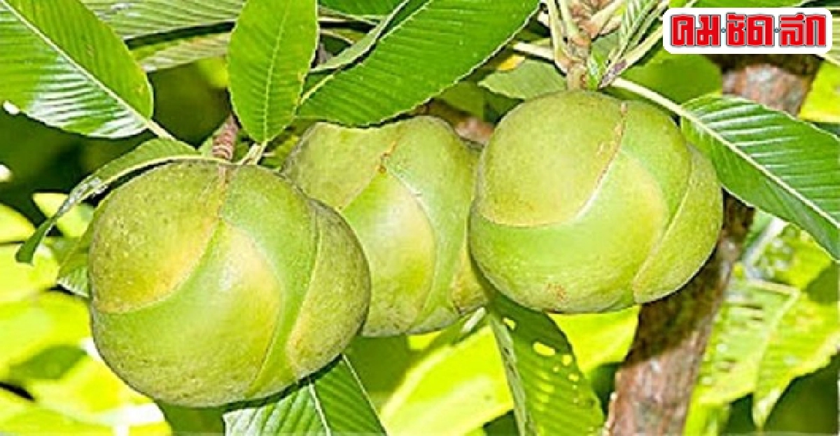 'กะปรุ' เมล็ดให้น้ำมัน 'กะปรุ' เมล็ดให้น้ำมัน
