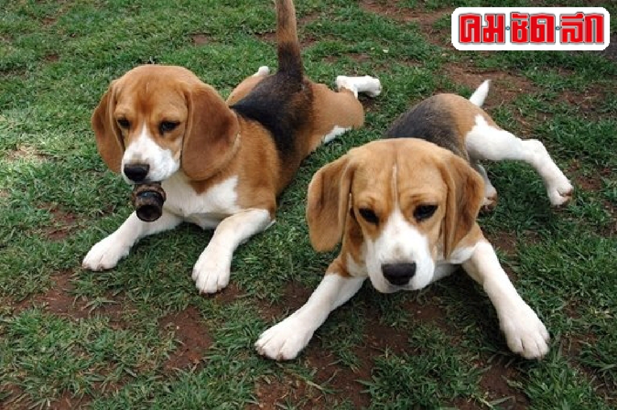 น้องหมาใจดี 'บีเกิ้ล' ชอบเล่นสนุก...ผูกมิตรผู้คน