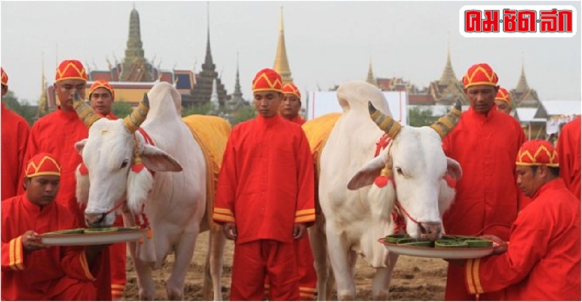 พระโคกินน้ำหญ้าน้ำท่าจะบริบูรณ์พอสมควร-เสี่ยงผ้า6คืบน้ำน้อย พระโคกินน้ำหญ้าน้ำท่าจะบริบูรณ์พอสมควร-เสี่ยงผ้า6คืบน้ำน้อย