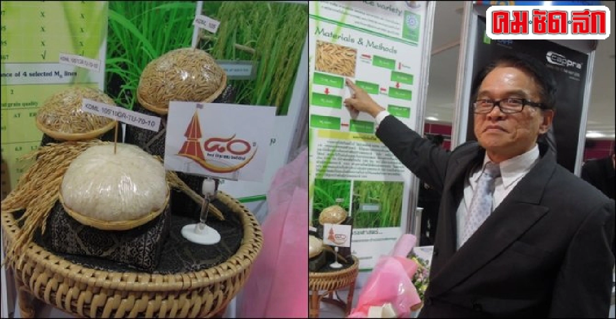 'หอมมะลิธรรมศาสตร์'ความหวังข้าวคุณภาพ