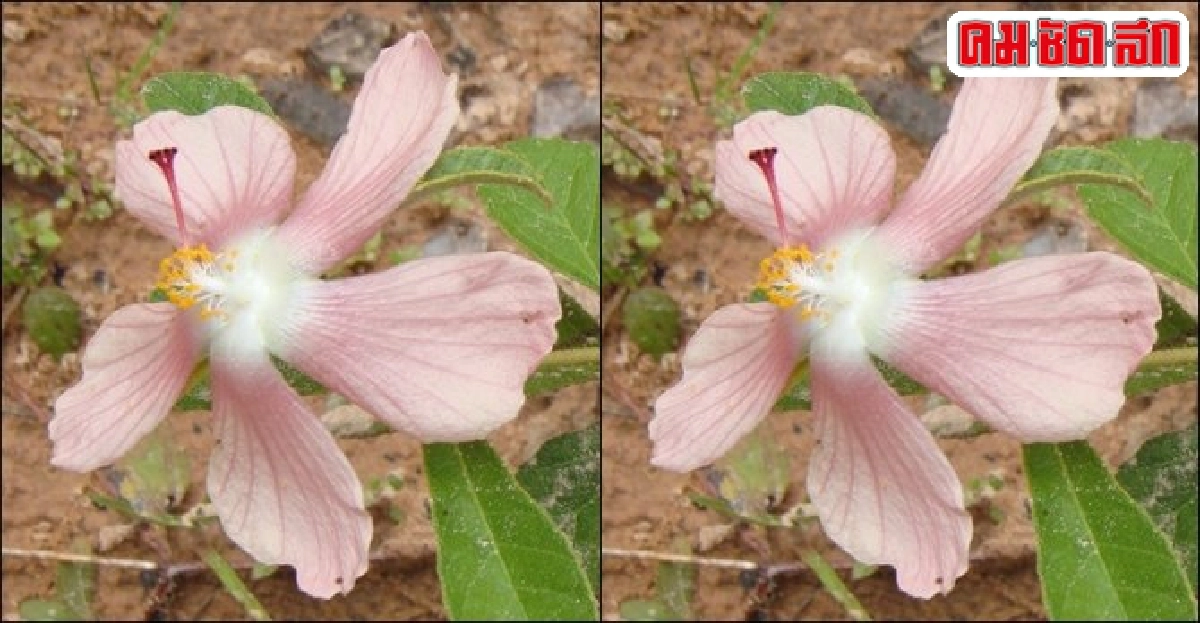 'ทองพันดุล' ไม้ป่าดอกสวย