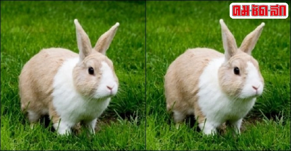 ข้อคิดเกี่ยวกับ 'ฟันกระต่าย'