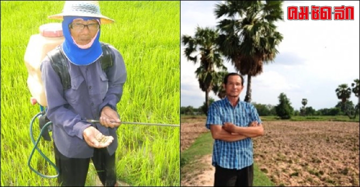 วิทยายุทธ์ปลูก 'ข้าวหอมมะลิ' วิทยายุทธ์ปลูก 'ข้าวหอมมะลิ'