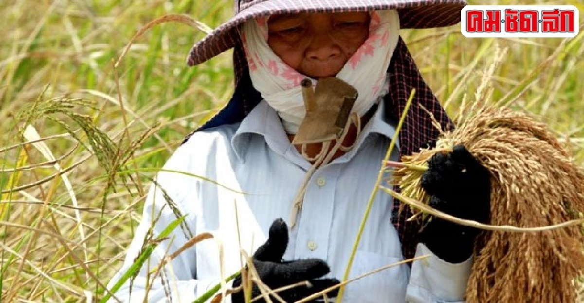 หวังเงินจำนำข้าวช่วยฟื้นศก.โต3%