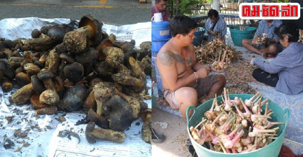 พิษณุโลกเก็บเห็ดตับเต่าขายกำไรงาม พิษณุโลกเก็บเห็ดตับเต่าขายกำไรงาม