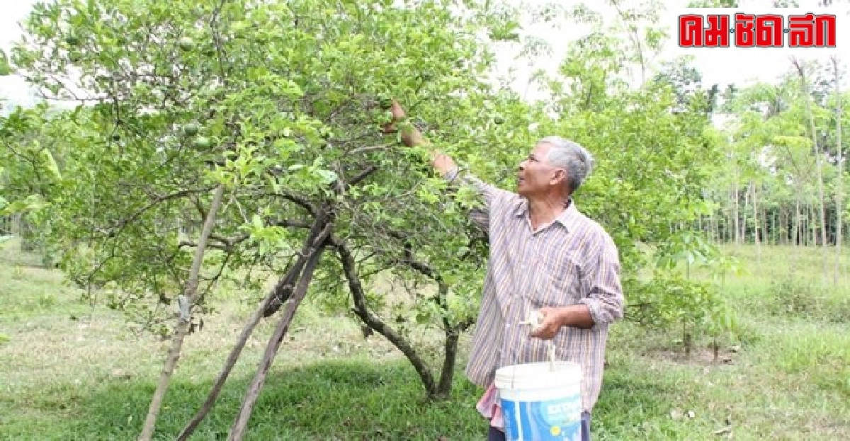 เกษตรกรคนเก่ง : 'สมนึก ชูช่วย' เกษตรกรคนเก่ง : 'สมนึก ชูช่วย'
