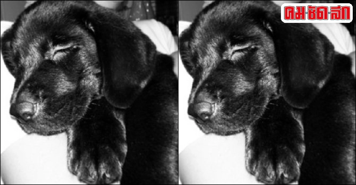 เล่นหูเล่นตา:ร่วมกัน เล่นหูเล่นตา:ร่วมกัน