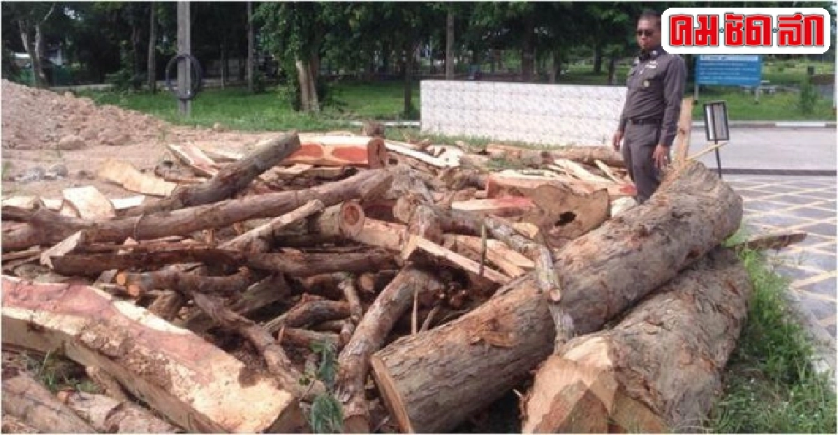จับ4ผู้ต้องหาลอบตัดไม้พะยูงซุกวัด จับ4ผู้ต้องหาลอบตัดไม้พะยูงซุกวัด