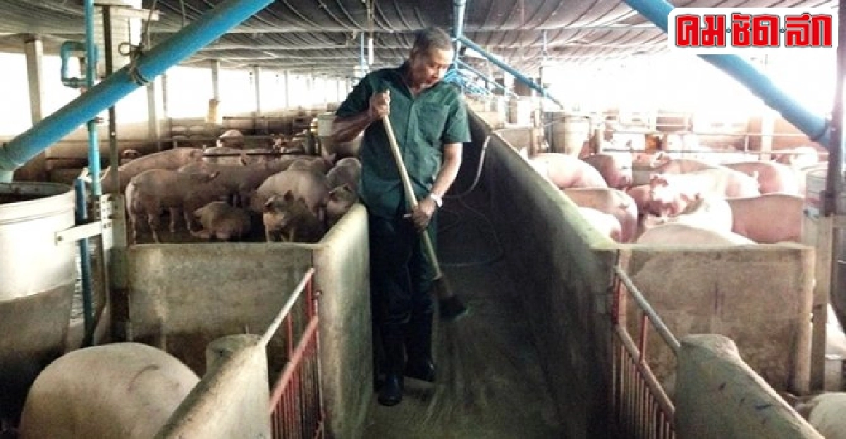 เกษตรกรคนเก่ง : ปลูกข้าวโพดควบเลี้ยงหมู