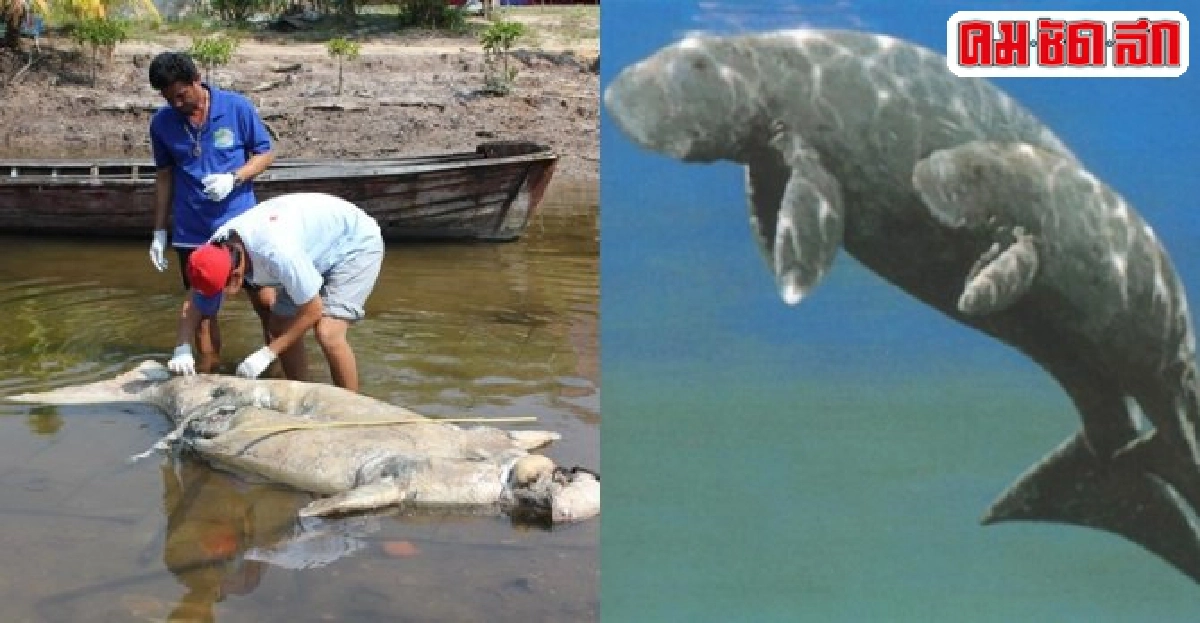 ผ่าขบวนการล่า'พะยูน'รหัสลับ'งา-กระดูกช้างน้ำ' 