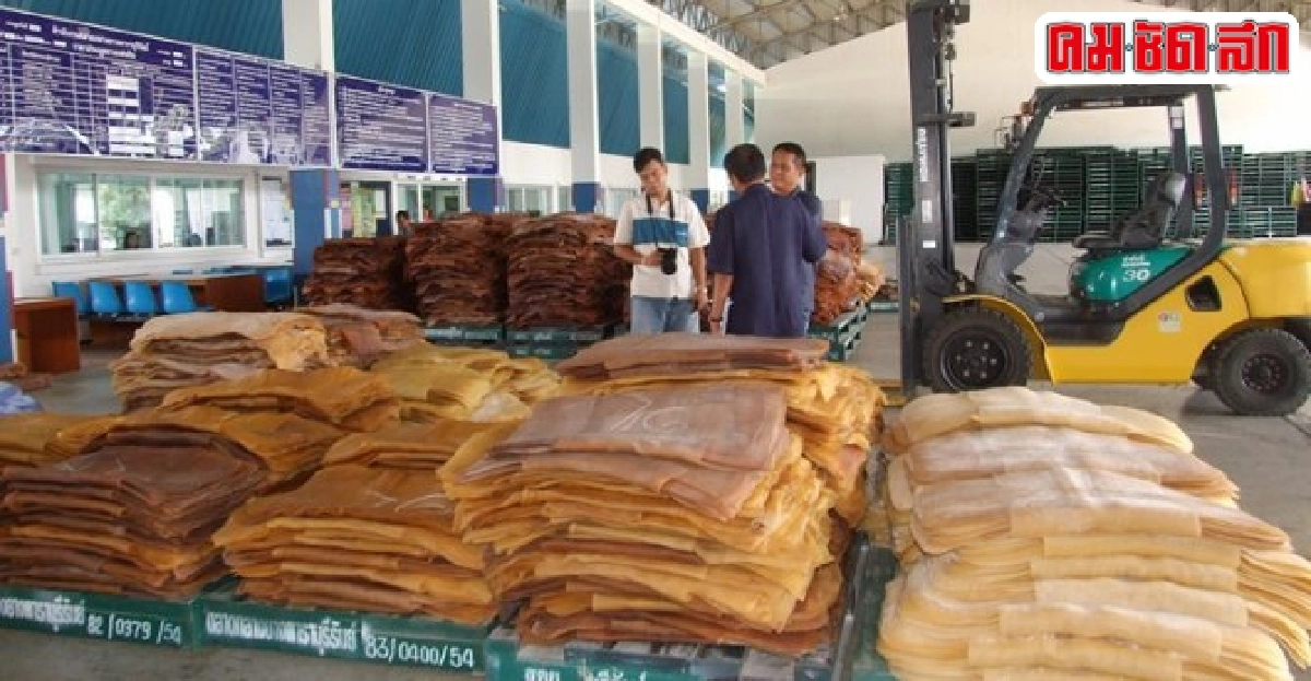 ผลักดันปฏิรูปยางพาราทั้งระบบหวังแก้ราคาตกต่ำ