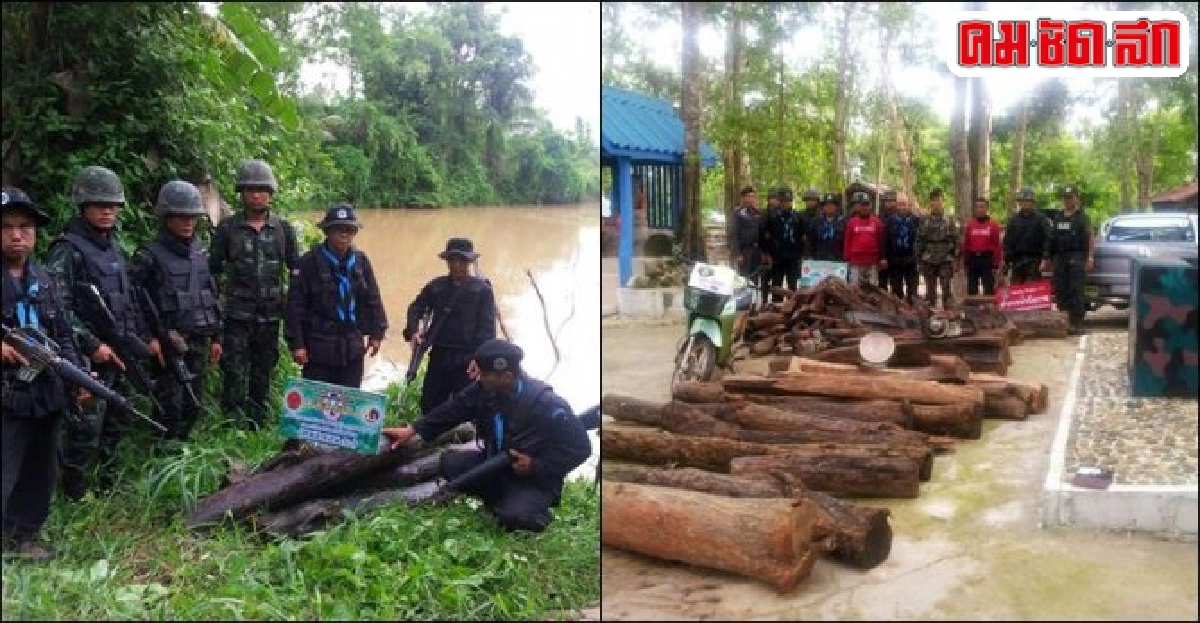 ยึดไม้พะยูงกลางป่ายางพาราพร้อมผู้ต้อง2ราย ยึดไม้พะยูงกลางป่ายางพาราพร้อมผู้ต้อง2ราย