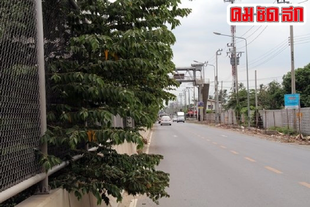 ฟ้องด้วยภาพ : กิ่งไม้ล้ำออกถนน ฟ้องด้วยภาพ : กิ่งไม้ล้ำออกถนน