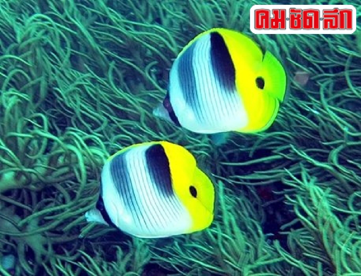 ปลาสวยงาม...หายาก 'สินสมุทรแคระ ไบคัลเลอร์'