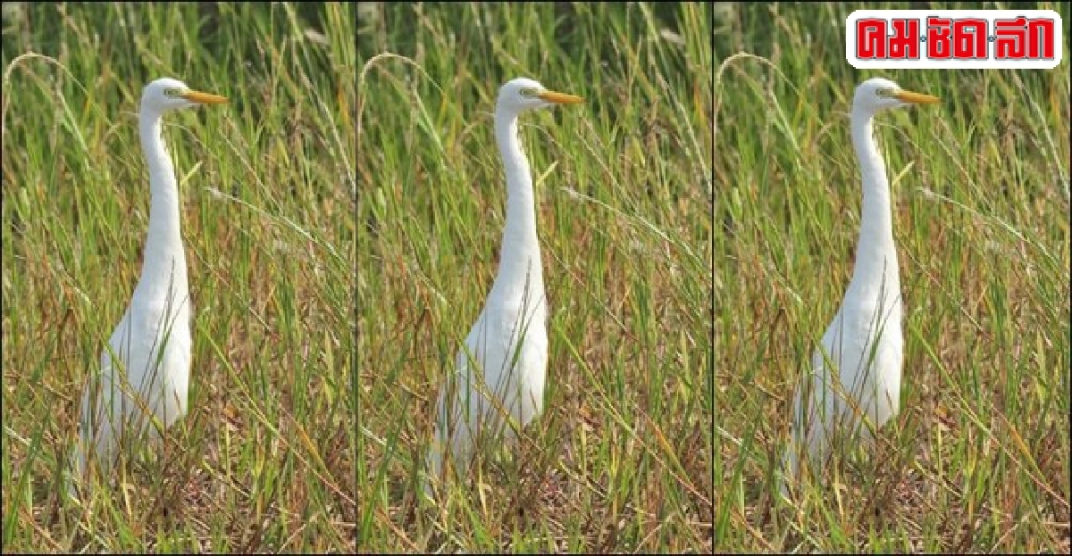 นกป่าสัปดาห์ละตัว : นกยางโทนน้อย นกป่าสัปดาห์ละตัว : นกยางโทนน้อย