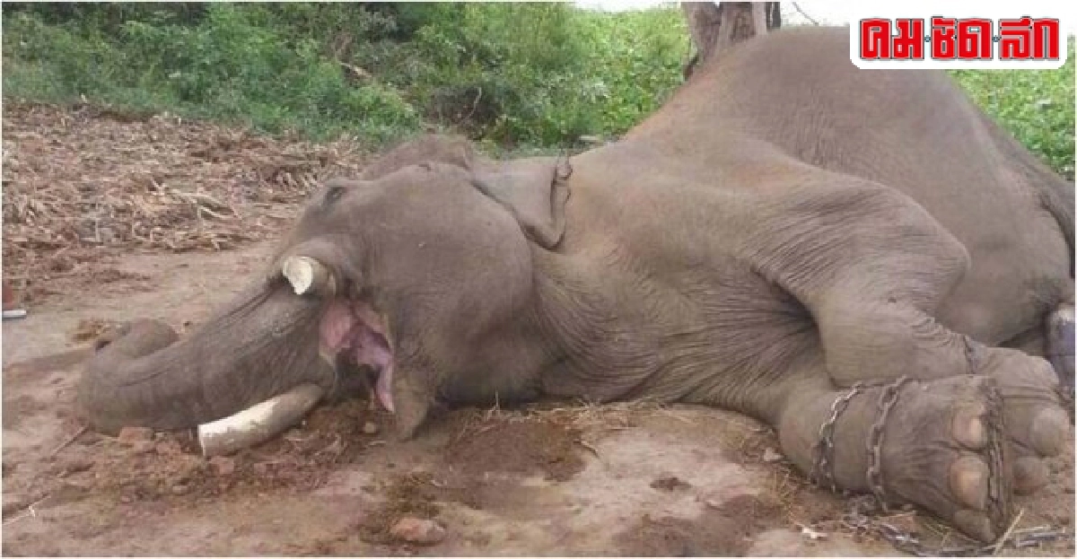 'คนใจบาป'วางยาช้างตัดงากลางดึก