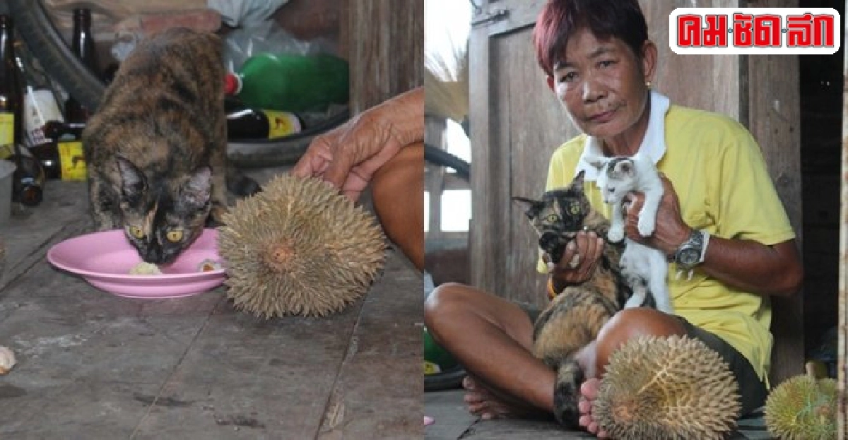 ฮือฮา!แมวชอบกินทุเรียน