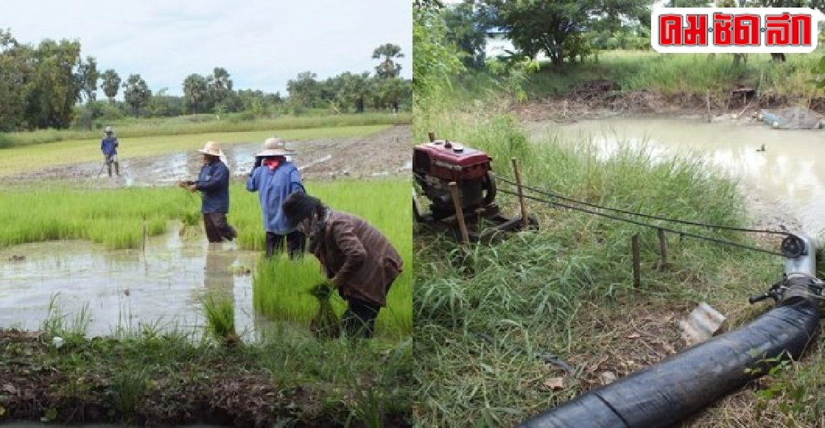 ชาวนาโคราชเร่งสูบน้ำเข้านาหวั่นข้าวยืนต้นตาย