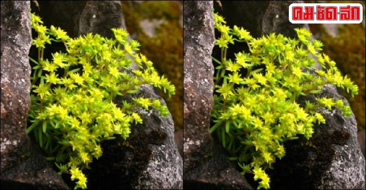 'ฟองหินเหลือง' หาชมยาก 'ฟองหินเหลือง' หาชมยาก