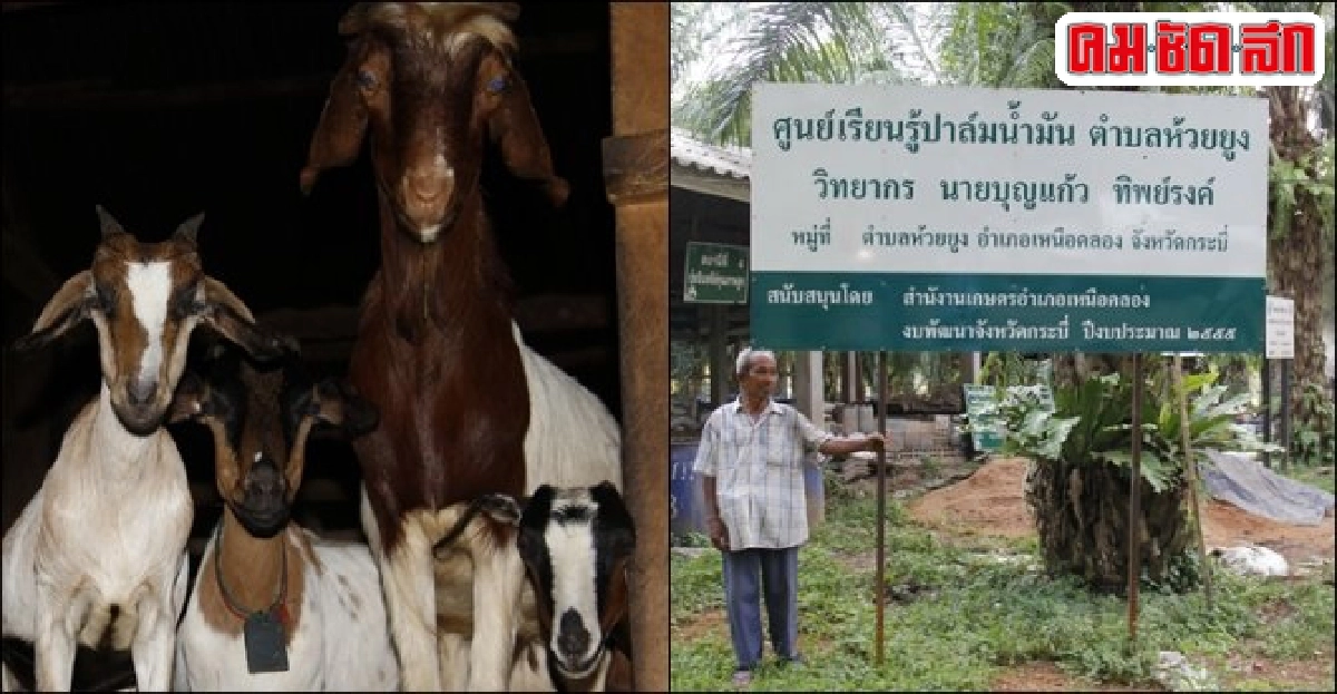'ปลูกแฝก-เลี้ยงแพะ'ในสวนปาล์มเสริมรายได้