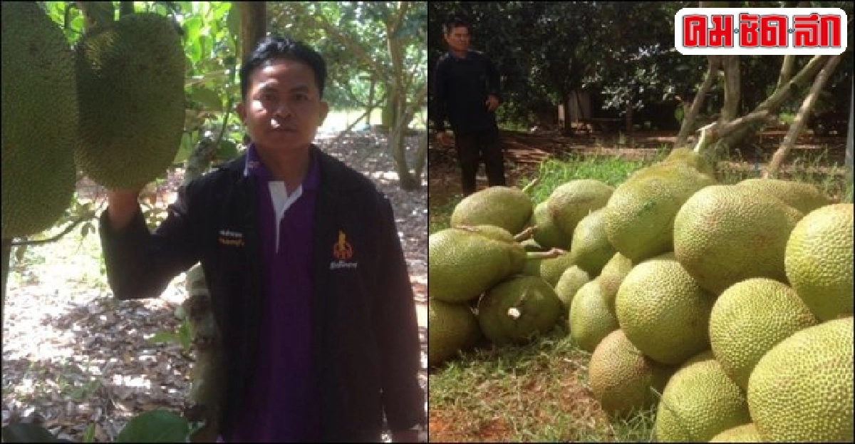 'ชูชาติ ยางนอก'ปลูกขนุนส่งออกรายได้งาม