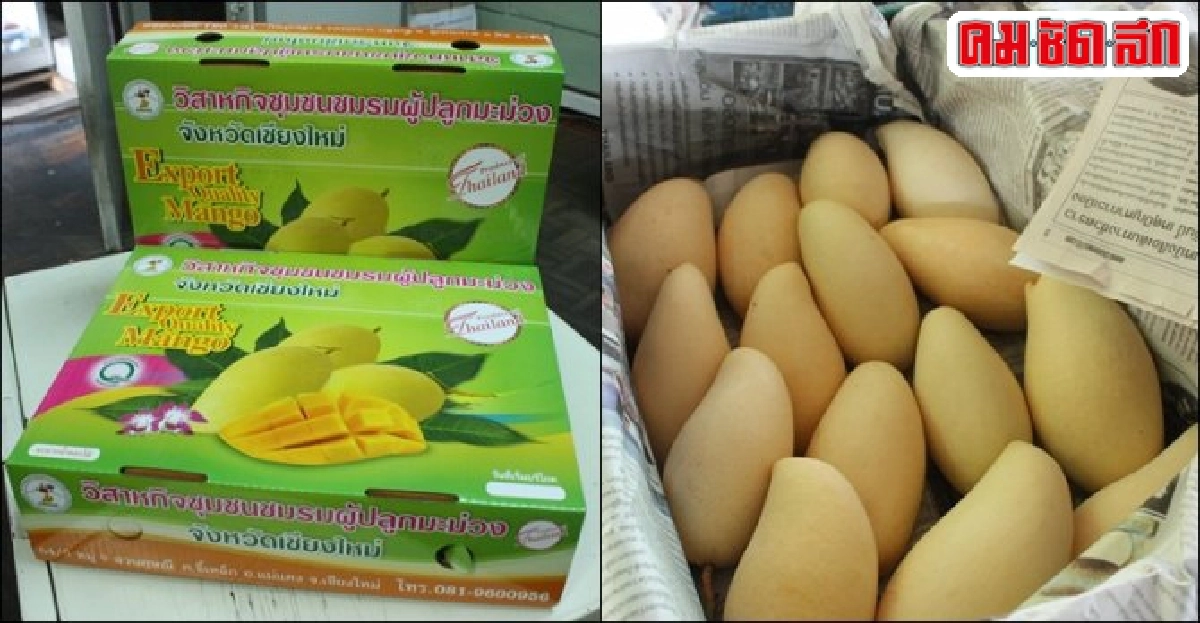 วิสาหกิจชุมชนฯเชียงใหม่ เร่งดัน 'มะม่วง' โกอินเตอร์