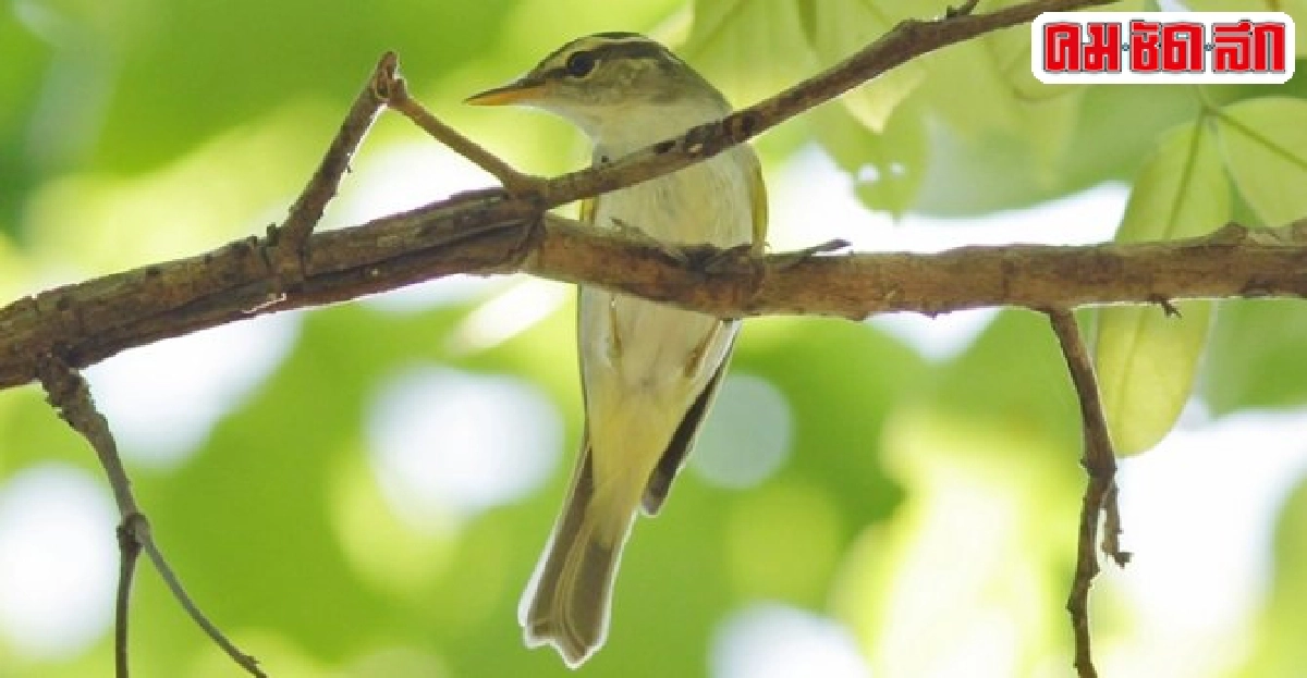 นกป่าสัปดาห์ละตัว : นกกระจิ๊ดหัวมงกุฎ นกป่าสัปดาห์ละตัว : นกกระจิ๊ดหัวมงกุฎ