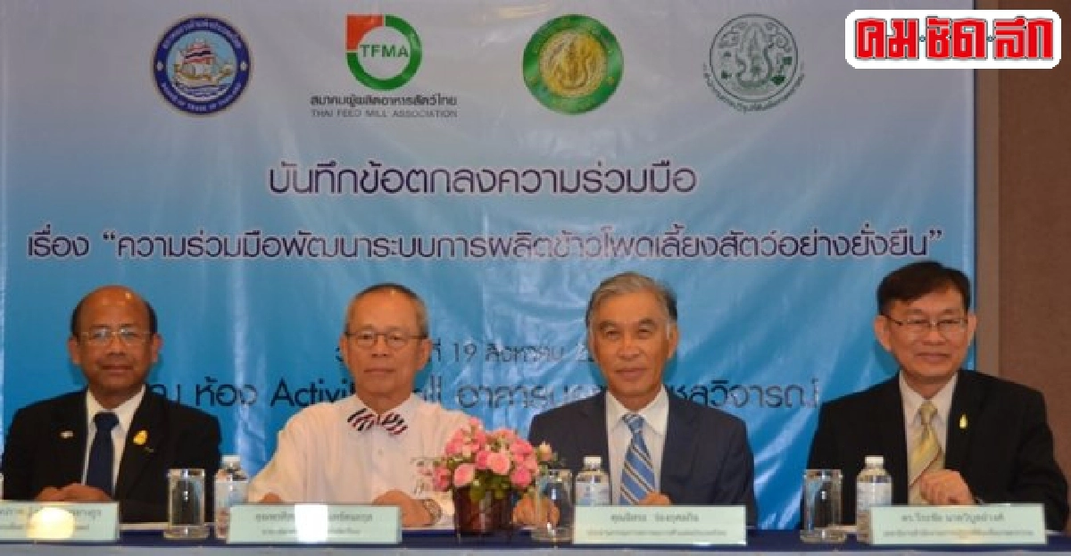 'GAP PLUS' ข้าวโพดเลี้ยงสัตว์ 'GAP PLUS' ข้าวโพดเลี้ยงสัตว์