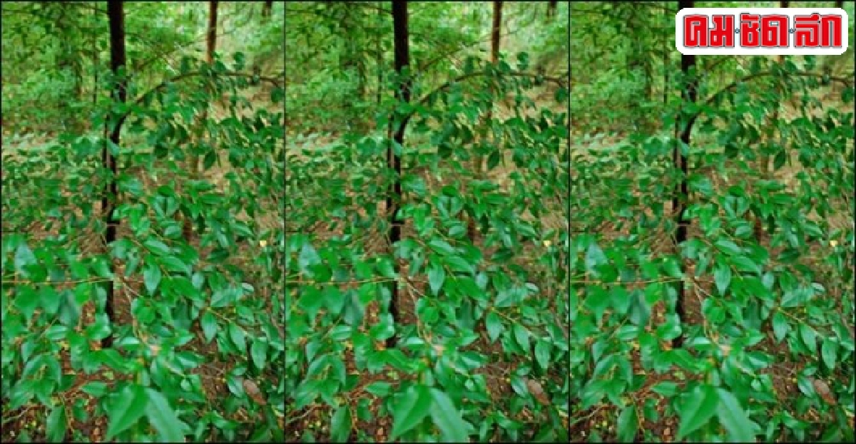 'ผักเหมือด' ฆ่าพยาธิในสัตว์ 'ผักเหมือด' ฆ่าพยาธิในสัตว์