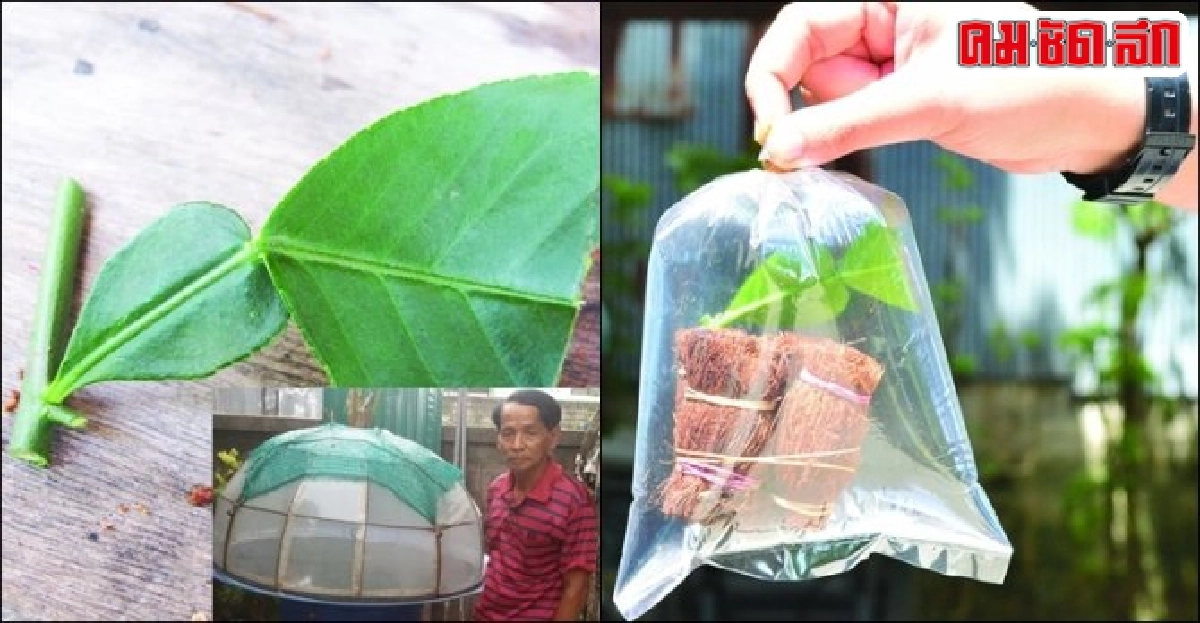 ทำมาหากิน : ขยายพันธุ์มะนาวด้วยใบ ทำมาหากิน : ขยายพันธุ์มะนาวด้วยใบ