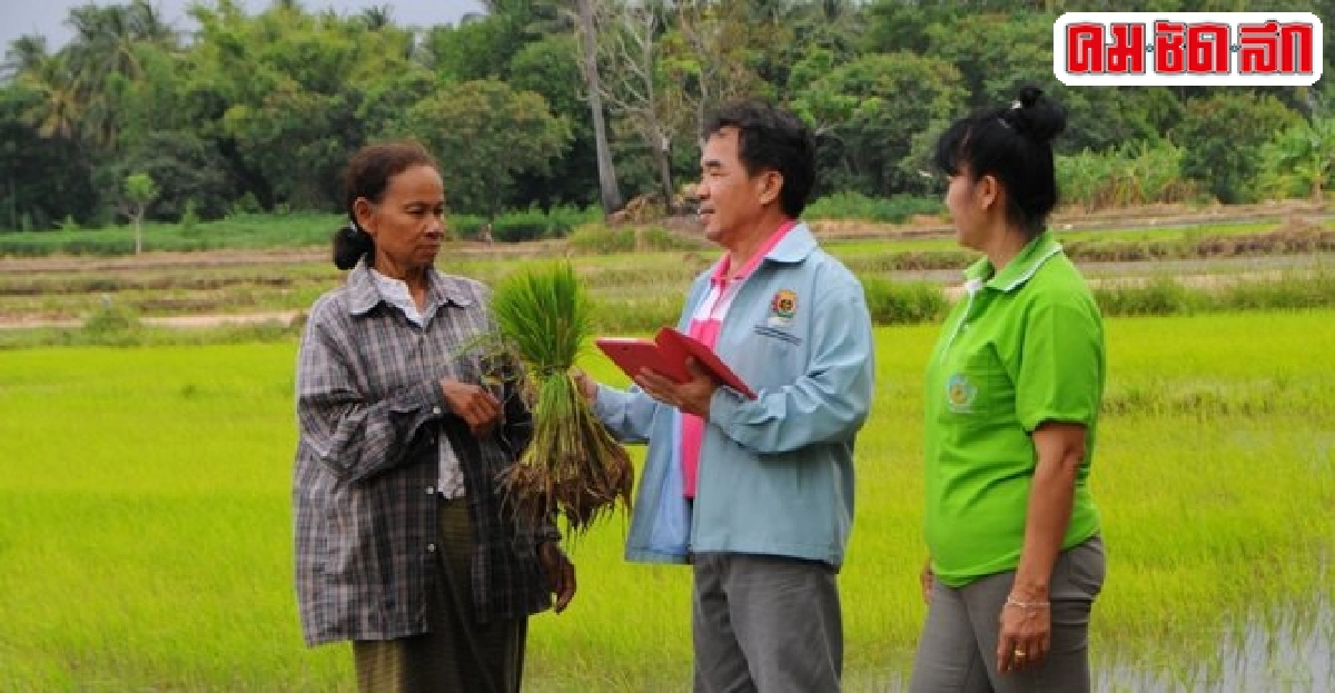 เร่งถ่ายทอดเทคโนฯผลิตข้าว นำองค์ความรู้สู่ 'ชาวนาไทย'