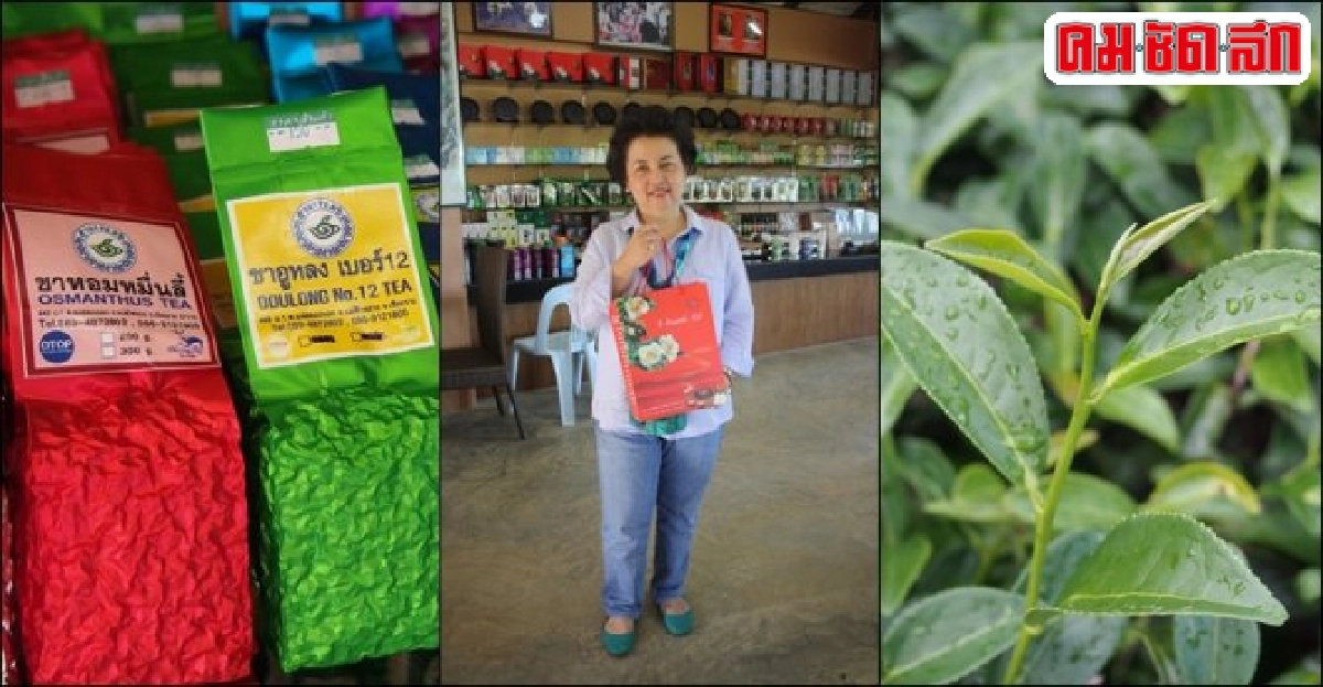 'ชาอินทรีย์' ดอยแม่สลอง สินค้าคุณภาพรุกอาเซียน