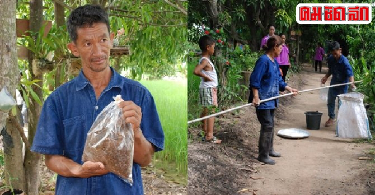 ชาวบ้านเลี้ยงมดแดงขายไข่สร้างรายได้งาม ชาวบ้านเลี้ยงมดแดงขายไข่สร้างรายได้งาม