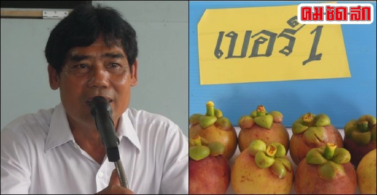 'ท่ามะพลา' ต้นแบบมังคุดส่งออก