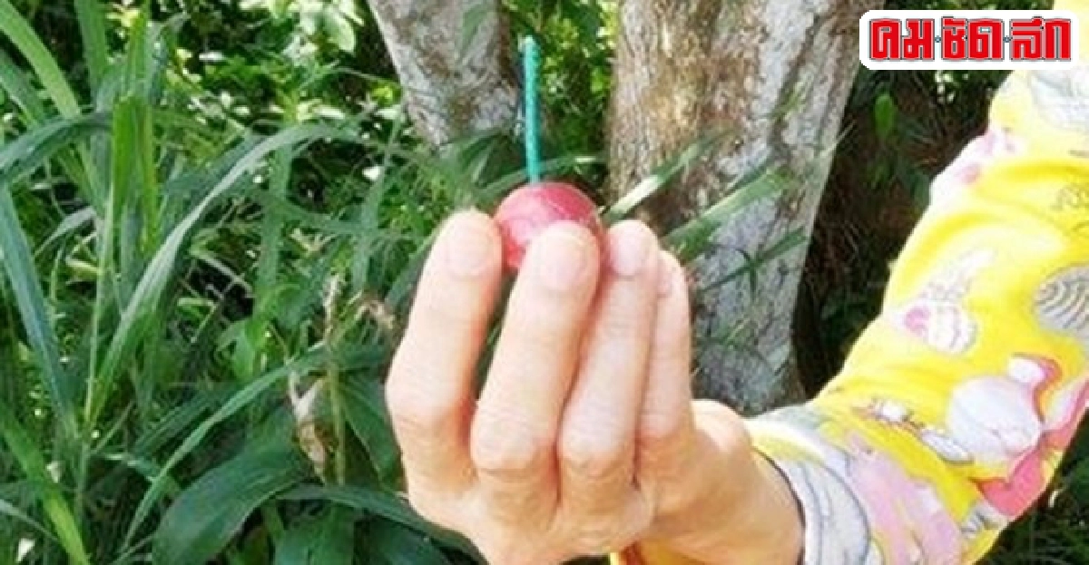 7ขวบทำประทัดยักษ์บึ้มมือฉีก! 7ขวบทำประทัดยักษ์บึ้มมือฉีก!