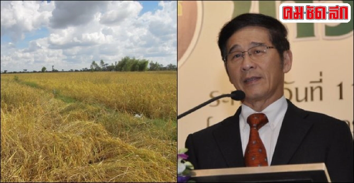 บูรณาการงานวิจัย 'ข้าวไทยสู่สากล'