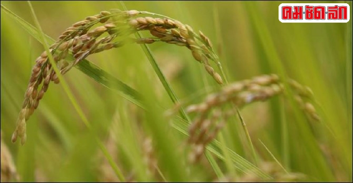 ข้าวลูกผสมของจีนทำลายสถิติให้ผลผลิตสูงสุด