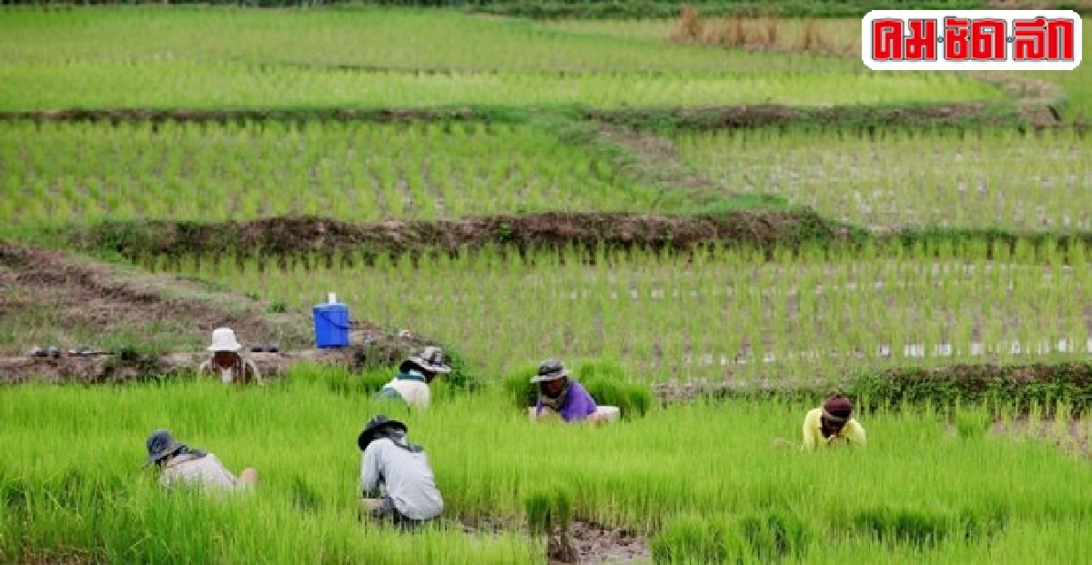  ทางเลือกทางรอด'ชาวนา'ไทยปลูกข้าวต้นทุนต่ำ 