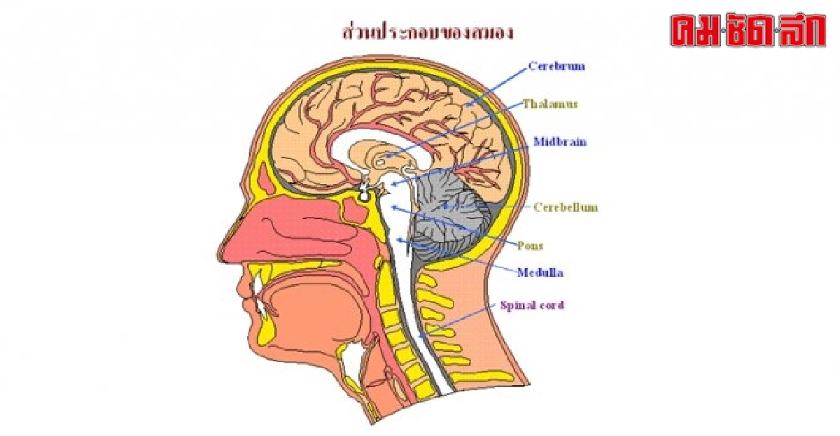 ดูแลสุขภาพ : สมองฟิต ชีวิตเฟิร์ม ดูแลสุขภาพ : สมองฟิต ชีวิตเฟิร์ม