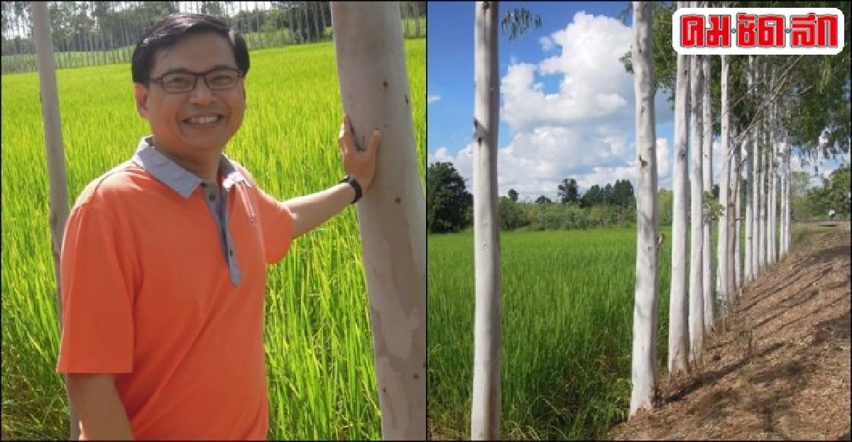 ใช้คันนาปลูกยูคาฯ เสริมรายได้ อีกทางเลือก 'เกษตรกร' อีสาน