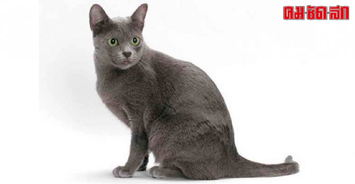 ถามมาเรื่อง...น้องเหมียว ถามมาเรื่อง...น้องเหมียว