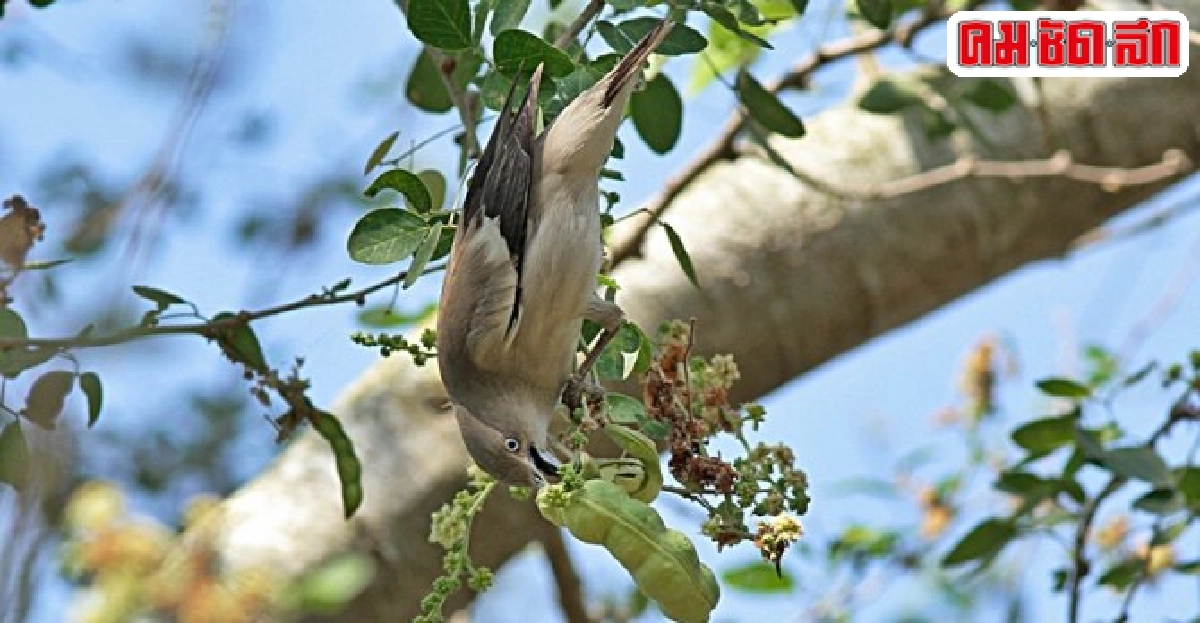 นกกิ้งโครงแกลบปีกขาว