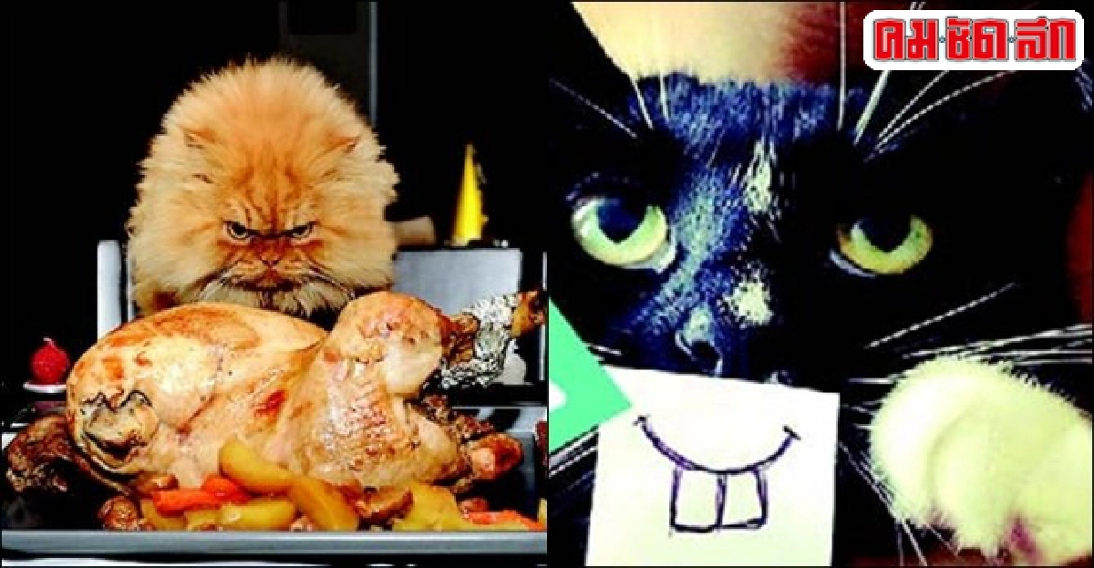 หมาVSแมว ใครครองโลกโซเชียล หมาVSแมว ใครครองโลกโซเชียล