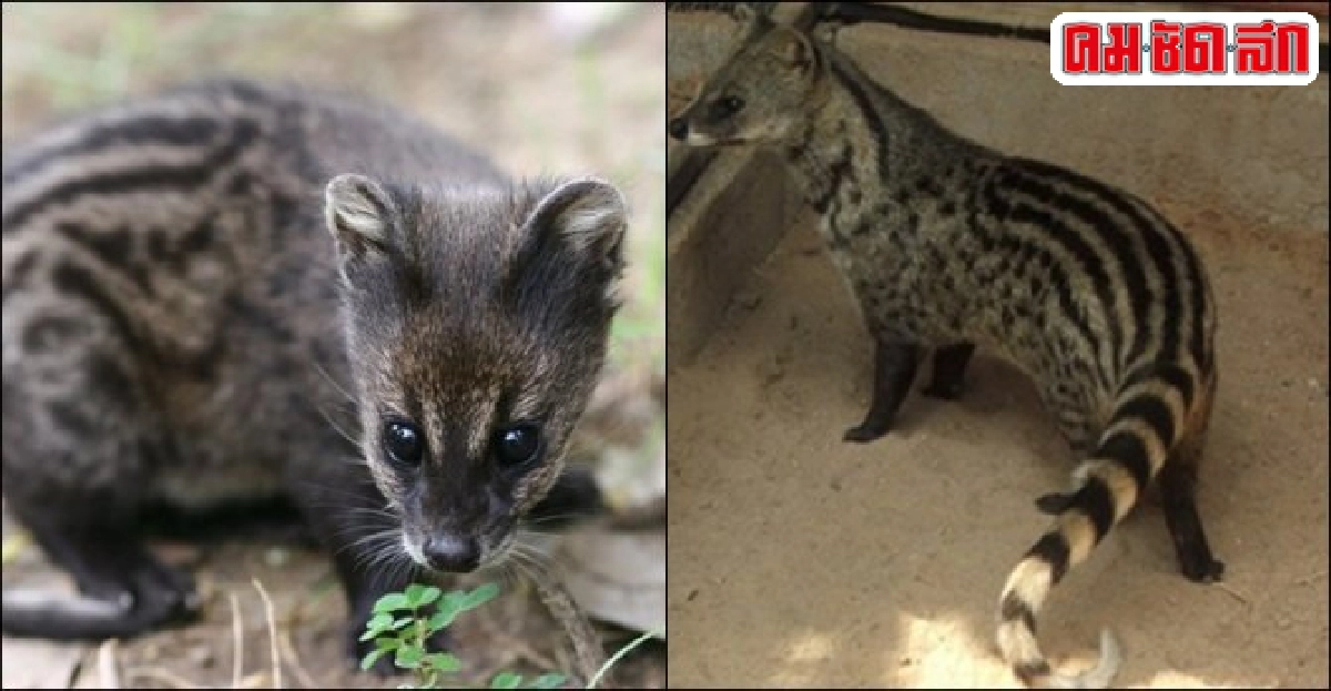 รู้เรื่อง'ชะมดเช็ด'ครบสูตร ที่ศูนย์วิจัย...สวนสัตว์เชียงใหม่
