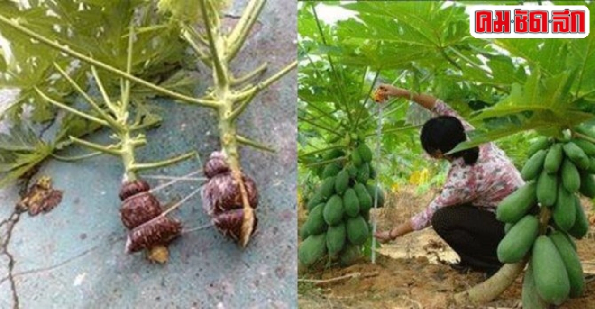 ใครจะรู้ว่า'มะละกอ'ก็ตอนกิ่งปลูกได้ ใครจะรู้ว่า'มะละกอ'ก็ตอนกิ่งปลูกได้