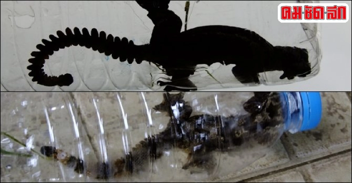 พบ'ตุ๊กแกบิน'ที่อช.ภูหินร่องกล้า พบ'ตุ๊กแกบิน'ที่อช.ภูหินร่องกล้า