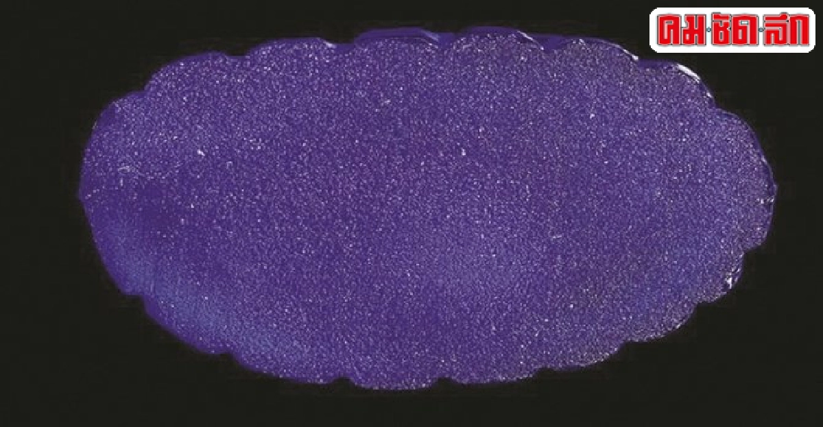 พระแก้วหลวงพ่อเจียงรุ่น๒ชาวแม่กลองเปรียบแก้วสารพัดนึก พระแก้วหลวงพ่อเจียงรุ่น๒ชาวแม่กลองเปรียบแก้วสารพัดนึก